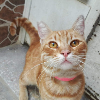 Tekir Kedi, Kedi  Lisa  fotoğrafı