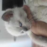 British Shorthair, Kedi  Çiko fotoğrafı