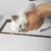 British Shorthair, Kedi  Çiko fotoğrafı