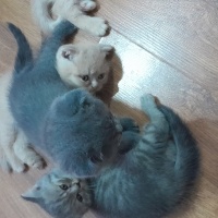 Scottish Fold, Kedi  Luna fotoğrafı