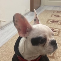 Fransız Bulldog, Köpek  GUFİ fotoğrafı