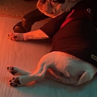 Fransız Bulldog, Köpek  GUFİ fotoğrafı