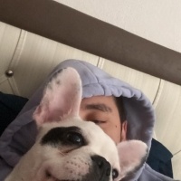 Fransız Bulldog, Köpek  GUFİ fotoğrafı