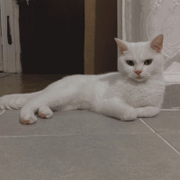Tekir Kedi, Kedi  Mia fotoğrafı