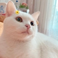 Tekir Kedi, Kedi  Mia fotoğrafı