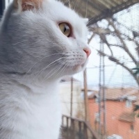 Tekir Kedi, Kedi  Mia fotoğrafı