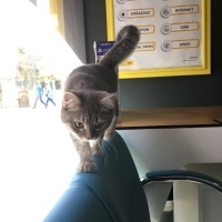 British Longhair, Kedi  mia fotoğrafı
