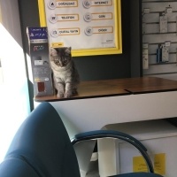 British Longhair, Kedi  mia fotoğrafı