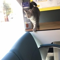 British Longhair, Kedi  mia fotoğrafı