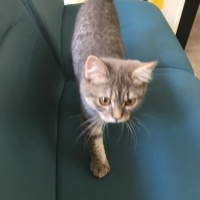 British Longhair, Kedi  mia fotoğrafı