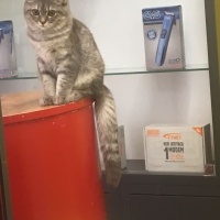 British Longhair, Kedi  mia fotoğrafı