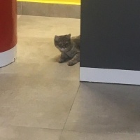 British Longhair, Kedi  mia fotoğrafı