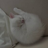 Scottish Fold, Kedi  Alan kişi belirled fotoğrafı