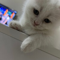 Scottish Fold, Kedi  Alan kişi belirled fotoğrafı