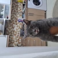 Mavi Rus, Kedi  Mia fotoğrafı