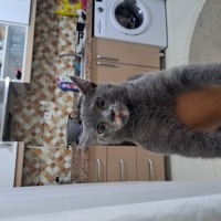 Mavi Rus, Kedi  Mia fotoğrafı