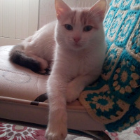 Tekir Kedi, Kedi  Pamuk fotoğrafı