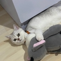 British Shorthair, Kedi  Minnoş fotoğrafı