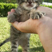Tekir Kedi, Kedi  paşa fotoğrafı