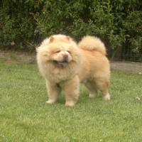 Chow Chow (çin Aslanı), Köpek  paşam fotoğrafı