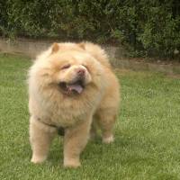 Chow Chow (çin Aslanı), Köpek  paşam fotoğrafı