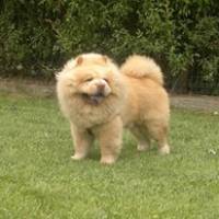 Chow Chow (çin Aslanı), Köpek  paşam fotoğrafı