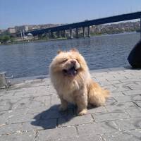 Chow Chow (çin Aslanı), Köpek  paşam fotoğrafı