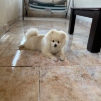 Pomeranyalı, Köpek  Miço fotoğrafı