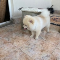 Pomeranyalı, Köpek  Miço fotoğrafı