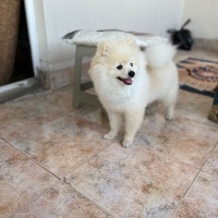 Pomeranyalı, Köpek  Miço fotoğrafı