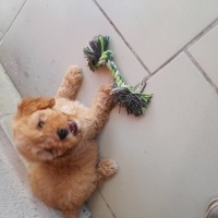 Maltese, Köpek  leo fotoğrafı