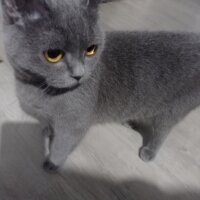 Brazilian Shorthair, Kedi  Çakıl fotoğrafı