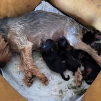 Yorkshire Terrier, Köpek  minnak fotoğrafı
