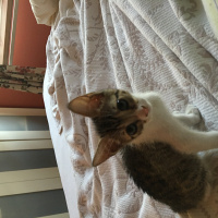 Abyssinian, Kedi  Ponçik fotoğrafı