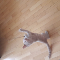 Tekir Kedi, Kedi  Caspet fotoğrafı
