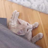 Tekir Kedi, Kedi  Caspet fotoğrafı