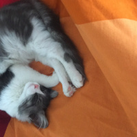 Tekir Kedi, Kedi  Blue fotoğrafı