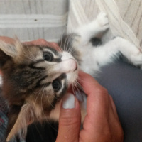 Tekir Kedi, Kedi  yavru kediler fotoğrafı