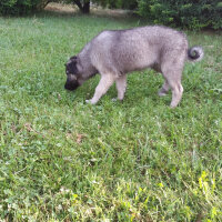 Kars Çoban Köpeği, Köpek  HERA fotoğrafı