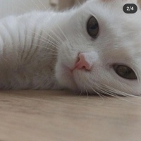 British Longhair, Kedi  Mia fotoğrafı