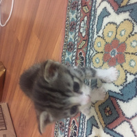 Tekir Kedi, Kedi  İsimsiz fotoğrafı