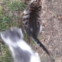 Tekir Kedi, Kedi  İsimsiz fotoğrafı