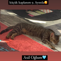 Tekir Kedi, Kedi  Boncuk fotoğrafı