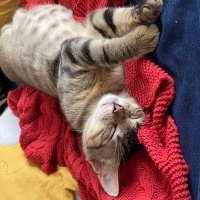 Tekir Kedi, Kedi  Boncuk fotoğrafı