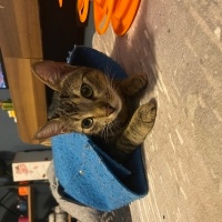 Tekir Kedi, Kedi  Boncuk fotoğrafı