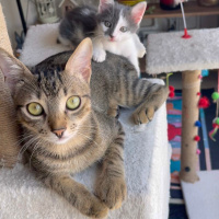Tekir Kedi, Kedi  Boncuk fotoğrafı