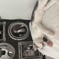 Tekir Kedi, Kedi  Boncuk fotoğrafı