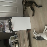 Tekir Kedi, Kedi  Boncuk fotoğrafı