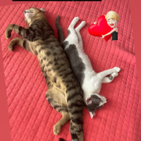Tekir Kedi, Kedi  Boncuk fotoğrafı