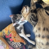 Tekir Kedi, Kedi  Boncuk fotoğrafı